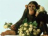 l'animal que je prefere