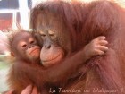 l'amour