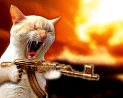 mon chat
